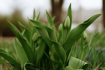 unopened green tulip