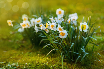 spring flowers. daffodils. blooming daffodils in spring glade