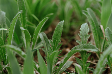 Fototapeta na wymiar beautiful fresh spring green grass, fleecy plant texture