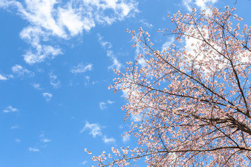 花見山公園の桜