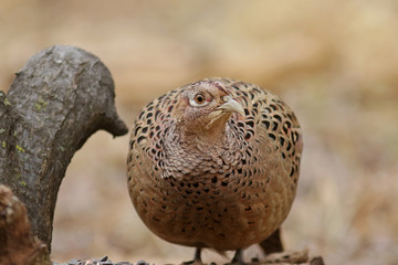 quail eggs in the nest
