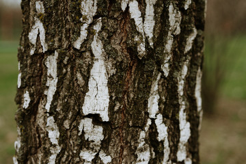  birch tree bark texture