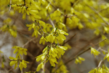 beautiful yellow forsythia flower, selective focus
