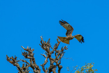 Eagle takes flight from a top of the tree