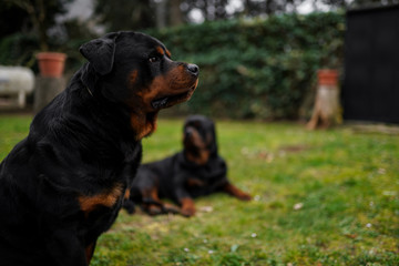 Beautiful rottweilers laying outdoors and looking in the air