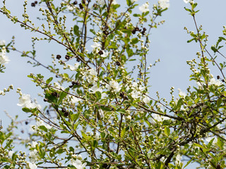 Exochorda x macrantha 'The Bride' ou Arbre aux perles. Un arbuste ornemental aux branches arquées, garnies de grappes de fleurs en cascades de couleur blanc pur et au feuillage vert clair