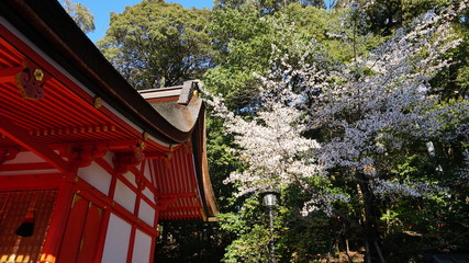 桜と神社