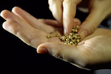 Close-up of fingers move a coriander seeds in hand on a black background.