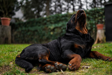 Cute rottweiler dog laying and howling in the garden