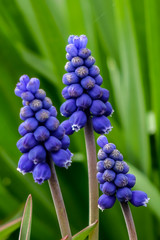 Traubenhyazinthe makro