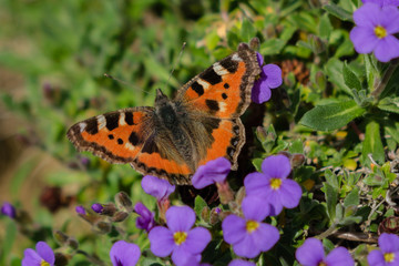 Fototapeta premium Kleiner Fuchs Schmetterling
