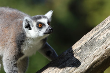 Katta / Ring-tailed Lemur / Lemur catta