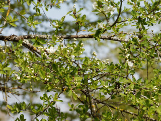 Exochorda x macrantha 'The Bride' ou Arbre aux perles. Un arbuste ornemental aux branches arquées, garnies de grappes de fleurs en cascades de couleur blanc pur et au feuillage vert clair