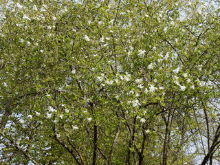 Fototapeta premium Exochorda x macrantha 'The Bride' ou Arbre aux perles. Un arbuste ornemental aux branches arquées, garnies de grappes de fleurs en cascades de couleur blanc pur et au feuillage vert clair