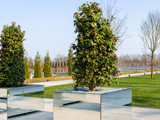 Beautiful trees with red camellia flowers in the skating rinks with mirrors in the month of April in the golden hours at sunset.
