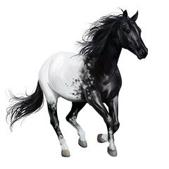 Obraz na płótnie Canvas Black and white horse. Watercolor drawing