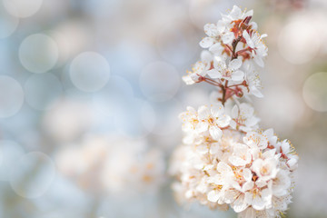 Obstblüte im Frühling