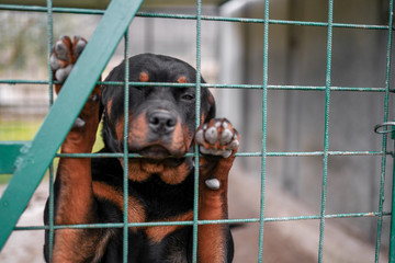 Lonely puppy with sad muzzle locked in net. Animal abuse