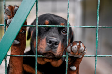 Small puppy portrait in prison. Animal cruelty