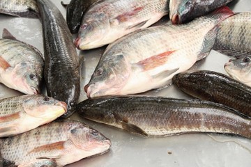 Fresh fish for cooking at street food