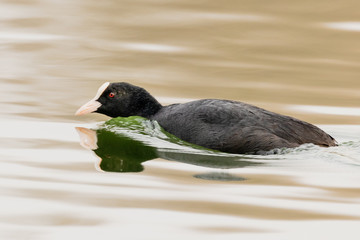  Blässhuhn (Fulica atra) 