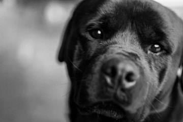 Beautiful black and white rottweiler portrait with adorable eyes