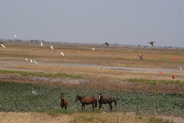 entre caballos y aves