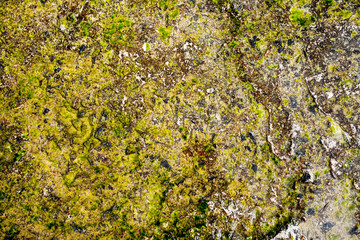 background, texture: the surface of an old concrete slab, covered with stains of moss or algae