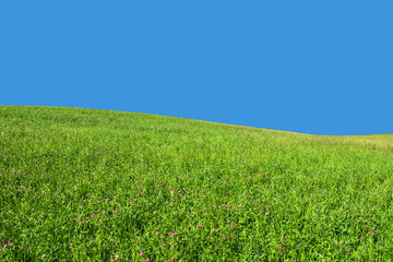 Green grass meadow with blue sky background. Empty copy space landscape.