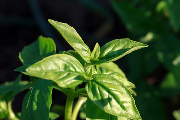 Fresh green Oregano in the garden in the summer