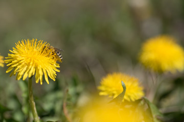 Close up macro bee and dandelion shot. Yellow flower in meadow. Colecting pollen for honey.