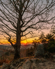 Sonnenuntergang Baum