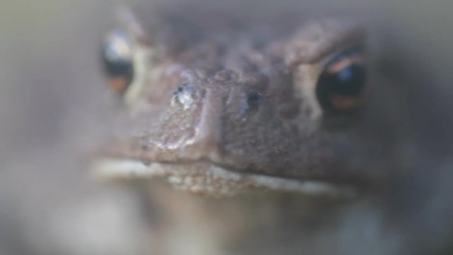 Young toad. Work of breathing throat and wet nostrils. Ultra macro