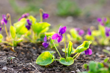 Violet in spring