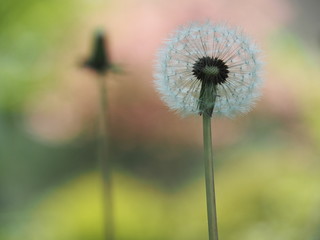 Fluffy Spring Dandelion 