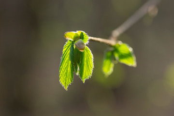 Young leaves of elm in spring