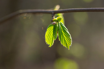 Young leaves of elm in spring