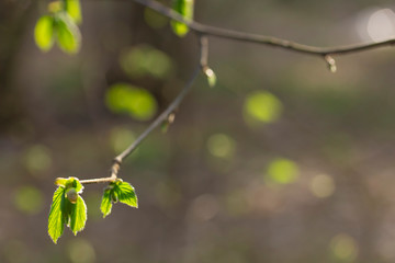Young leaves of elm in spring
