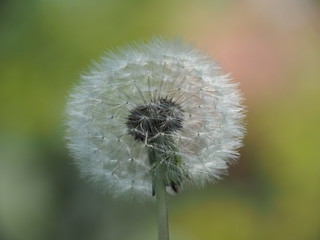 Fluffy Spring Dandelion 