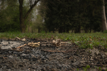 Ash in gorund, green forrest in background.