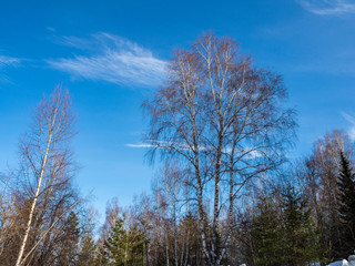 White birches in the winter forest on the background of bright blue sky with clouds in Altai, Russia