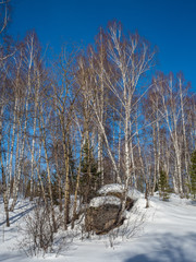 White birches in the winter forest on the background of bright blue sky with clouds in Altai, Russia