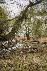 Shot of swamp in spring with early green leafs and dryed branches in water and dryed shrubs.