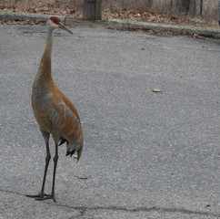 rurual crane twilight cr2019darrelljbanks