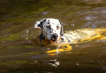 The Dalmatian