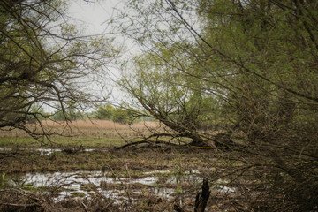Shot of swamp in spring with early green leafs and dryed branches in water and dryed shrubs.