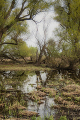 Shot of swamp in spring with early green leafs and dryed branches in water and dryed shrubs.