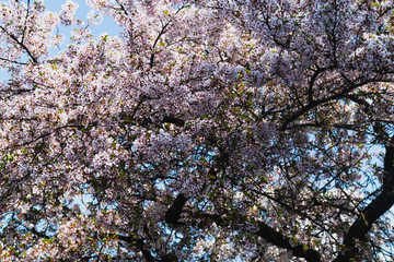 Pink Spring Blooming Tree