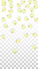 Vector Realistic Pink Petals Falling on Transparent Background.  Spring Romantic Flowers Illustration. Flying Petals. Sakura Spa Design. Blossom Confetti.