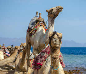 portrait of two camels on coast of sea in Egypt Dahab South Sinai